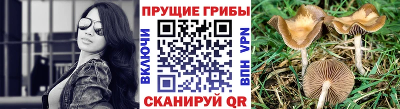Псилоцибиновые грибы прущие грибы  где купить наркоту  Медынь 